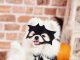 Halloween Pet promete tarde de diversão e concurso de fantasias no Shopping Guararapes